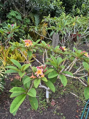 Plumeria rubra 'Penang Peach' — Vintage Green Farms with Tom